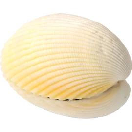 Varázskagyló
