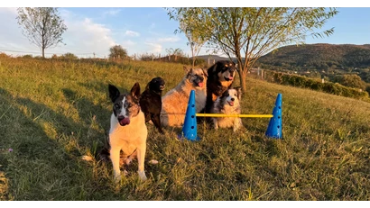 Bója szett kutyáknak – játékos edzés, ami fejleszti a gyorsaságot és erősíti a gazdi–kutya kapcsolatot