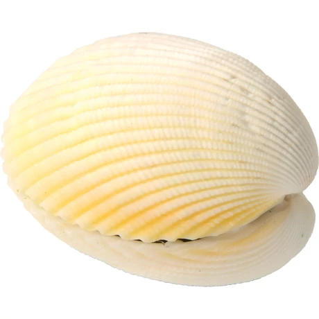Varázskagyló