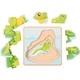 Életciklus puzzle Béka