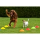 Sveltus agility bója 20 db / szett